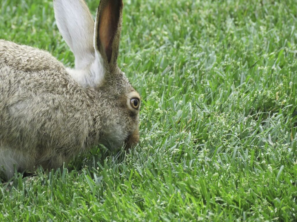 Cute rabbit on the field