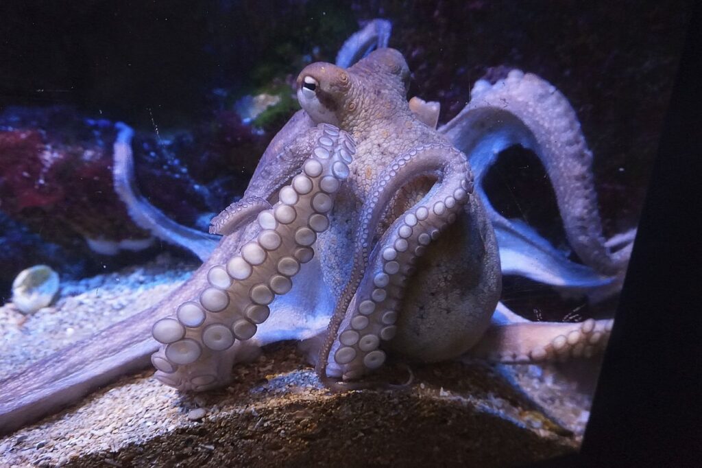 Free octopus image