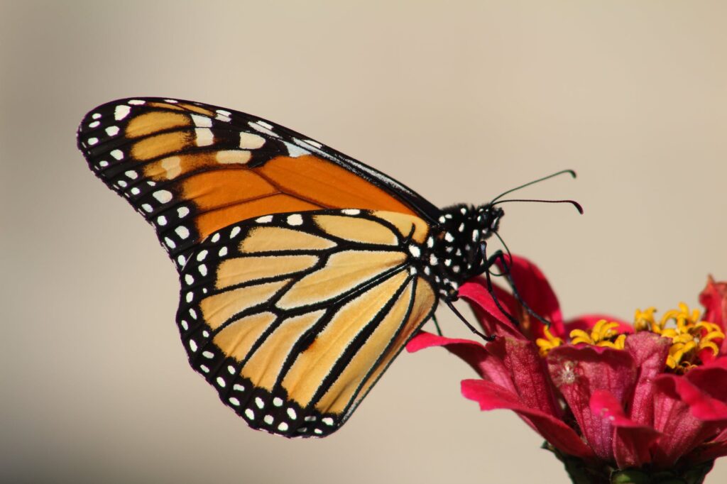 monarch butterfly perching on red flower