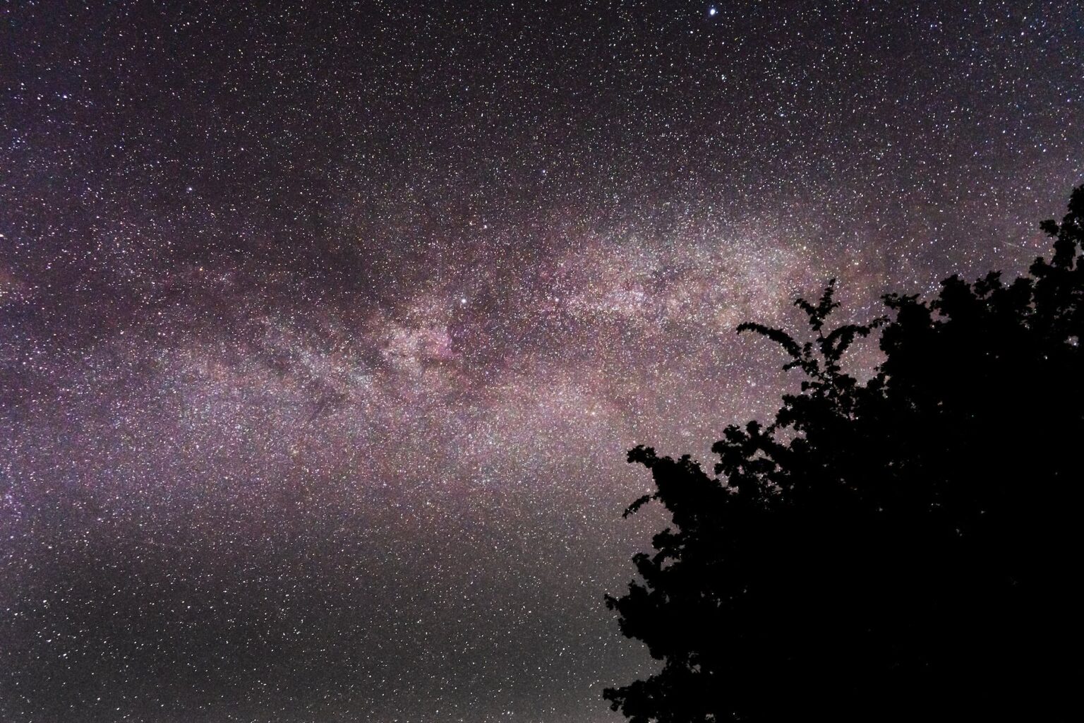 silhouette of tree under starry night sky