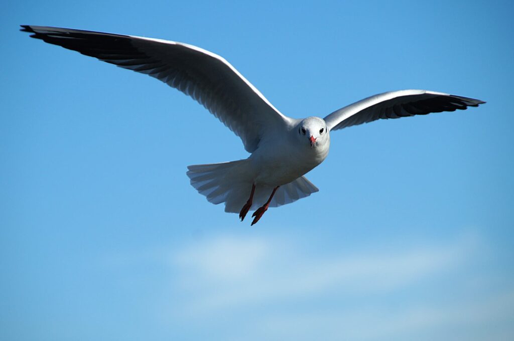gull bird seagulls flight