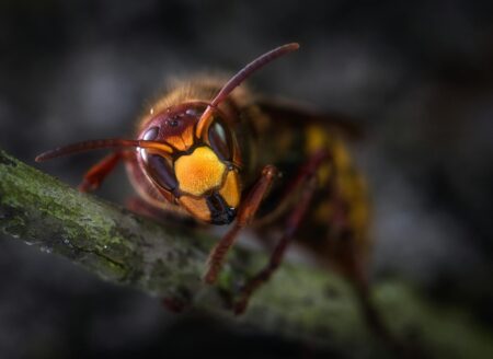 yellow jacket wasp macro photography